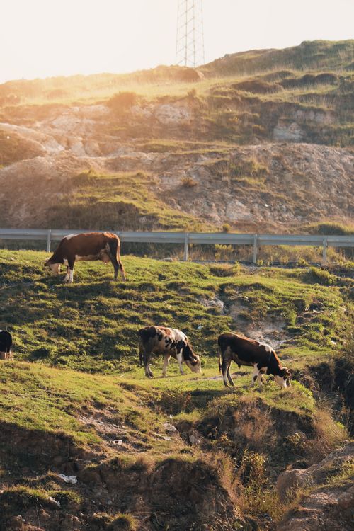 Free Cows grazing peacefully on a sunlit hillside with grassy terrain. Tranquil nature scene. Stock Photo