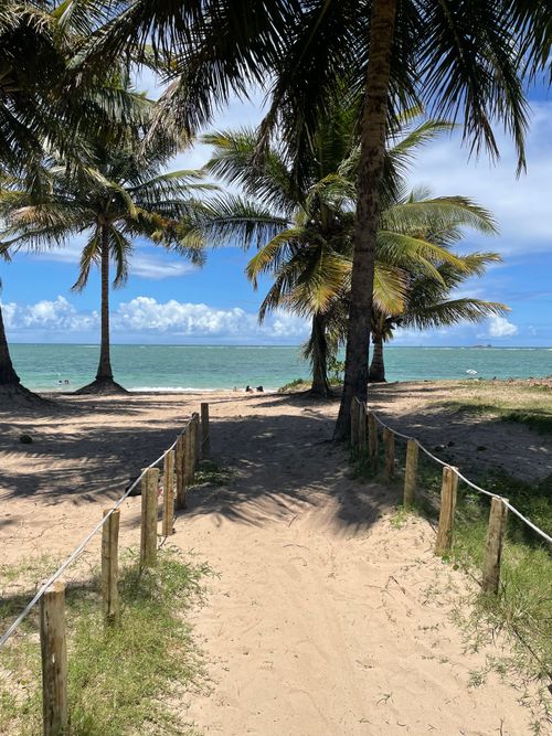 Free A sunny beach path lined with palm trees, leading to the ocean shore. Stock Photo