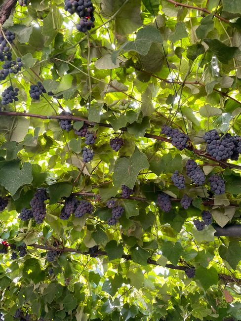 Vibrant grapevines with ripe grapes hanging under the sun in a vineyard.
