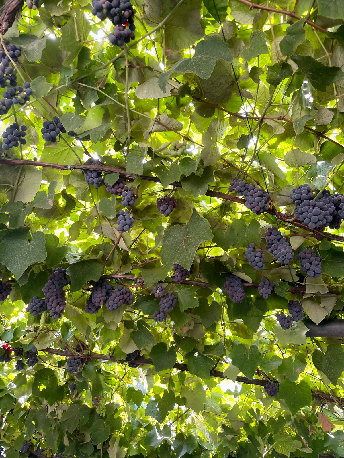 Grapevine Photos, Download The BEST Free Grapevine Stock Photos & HD Images