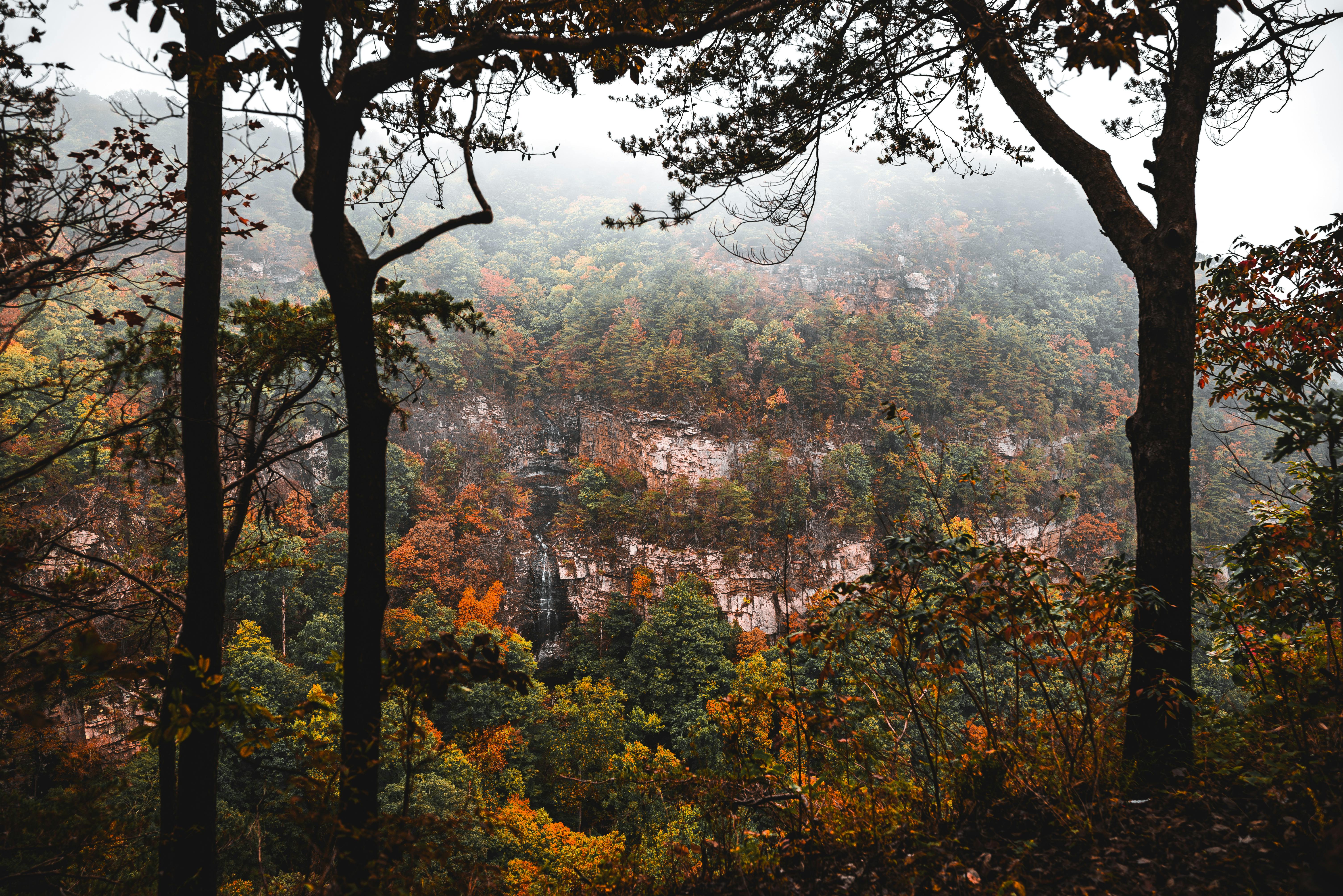 A breathtaking view of a misty mountain surrounded by vibrant autumn foliage in a forest.