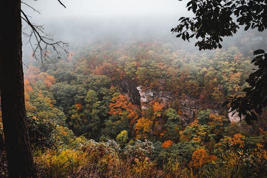 A misty view of a vibrant autumn forest and canyon, highlighting fall colors and serene nature.