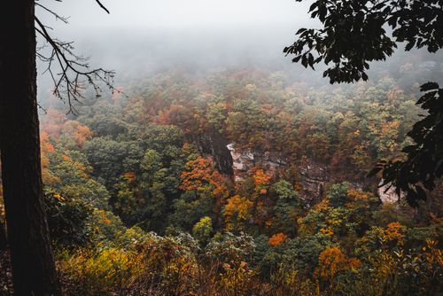 Free A misty view of a vibrant autumn forest and canyon, highlighting fall colors and serene nature. Stock Photo