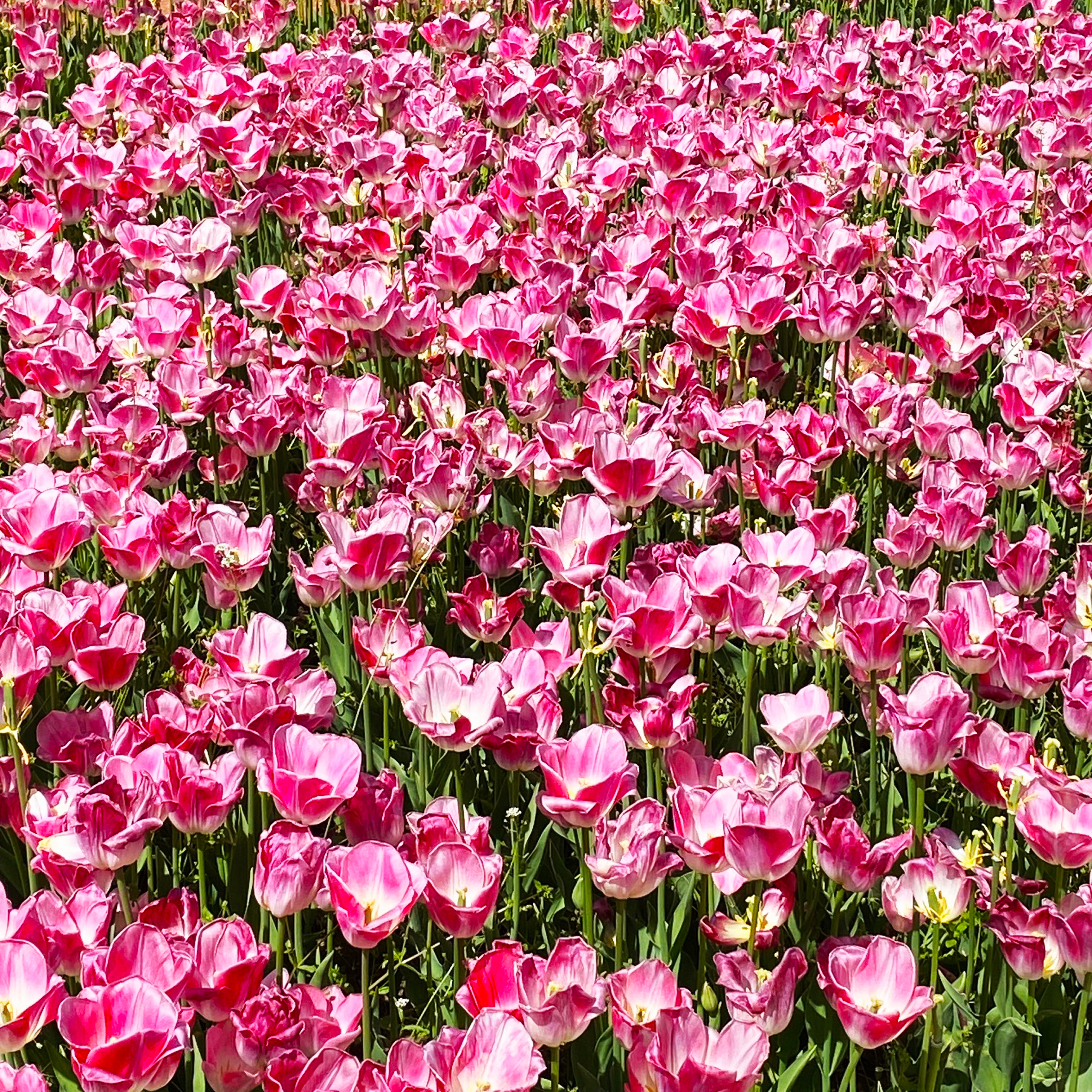 Vibrant Pink Tulips in Full Bloom Outdoor Garden · Free Stock Photo