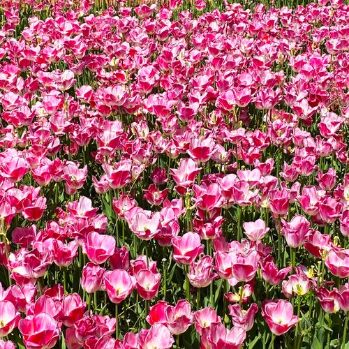 Free A vibrant display of pink tulips in full bloom captured in an outdoor garden in Bursa, Türkiye. Stock Photo