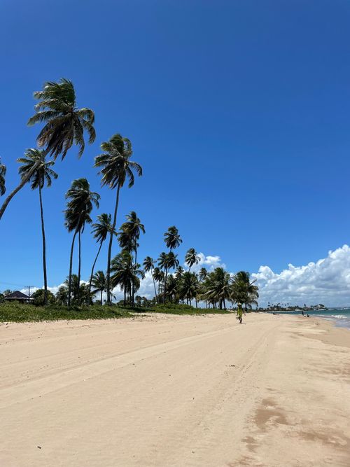 Free Scenic view of a tropical beach lined with palm trees under a clear blue sky. Stock Photo
