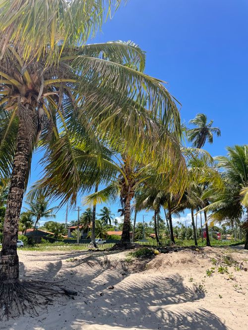 Free Lush palm trees on a sunny tropical beach, perfect for vacation vibes. Stock Photo