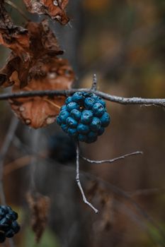 Close-up of dark blue berries on a branch, surrounded by dried autumn leaves in Winnipeg's fall setting.