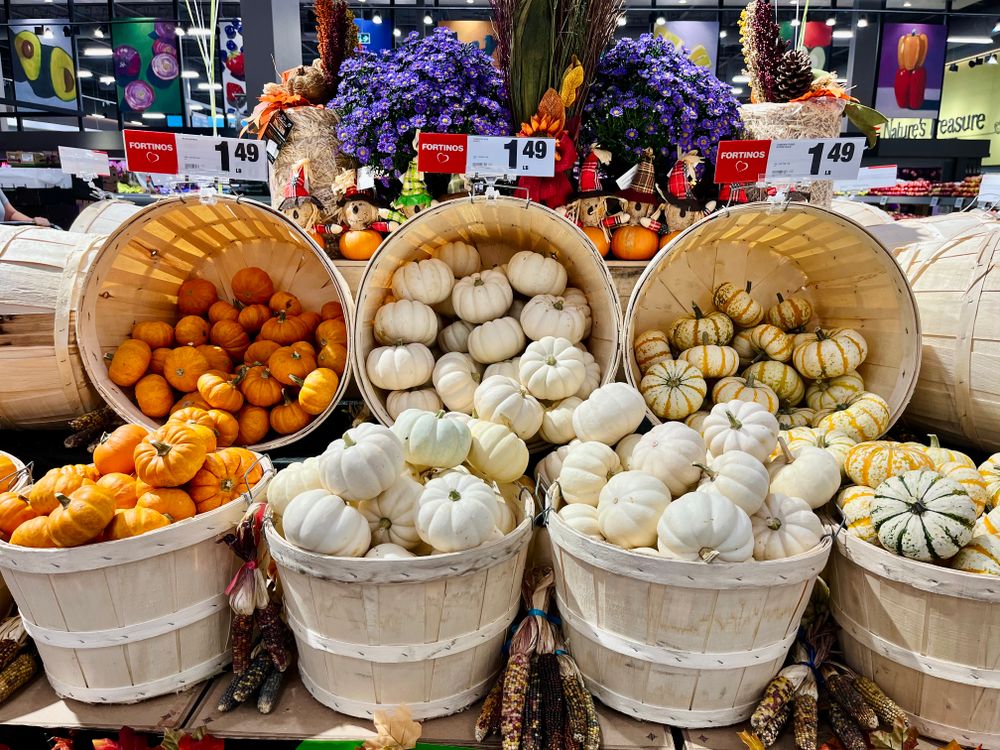Autumn Display Of Mini Pumpkins And Gourds Free Stock Photo autumn-display-of-mini-pumpkins-and-gourds-free-stock-photo