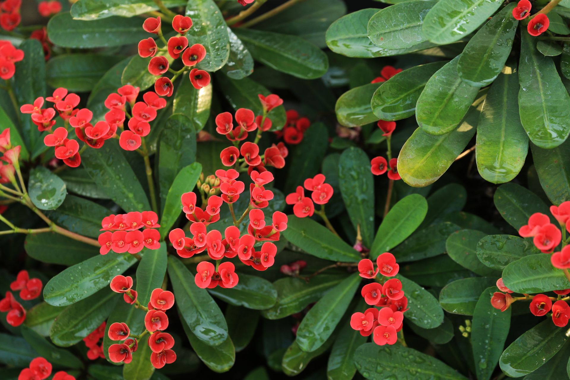 Close-up of Euphorbia Milii with bright red flowers and glossy green leaves.