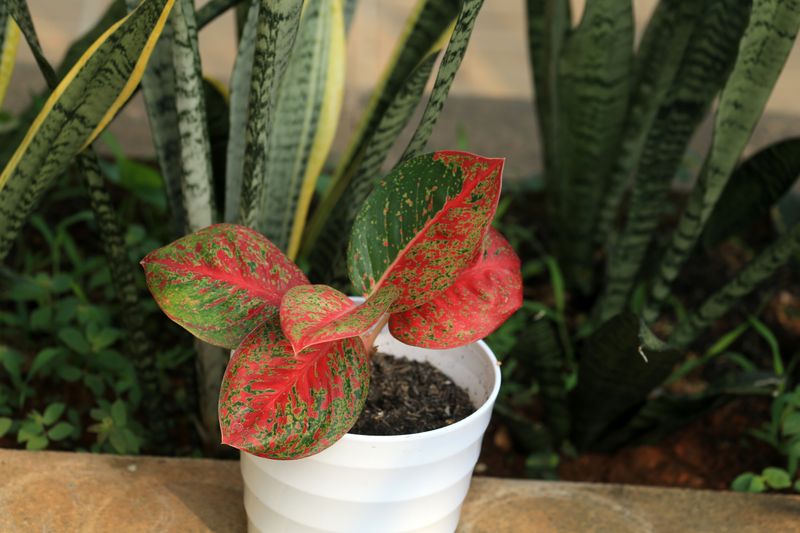 Aglaonema di pembibitan Akar Jaya Farm