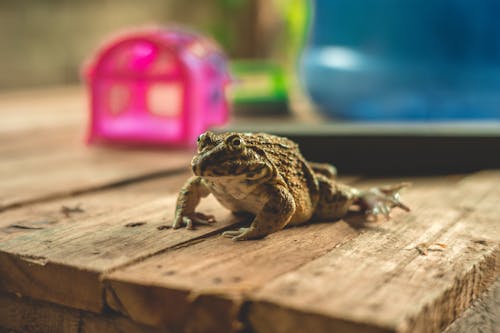 A Frog on The Wood Pallet Board