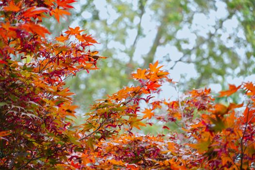 Bright and colorful Japanese maple leaves create a vibrant autumn scene outdoors.