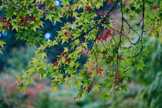 Close-up of maple leaves with vibrant green and red hues during the autumn season.