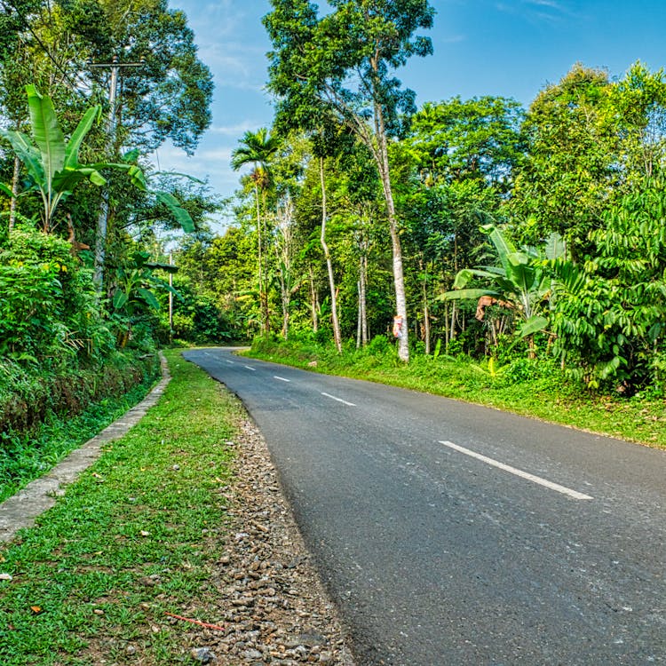 Empty Road Between Trees