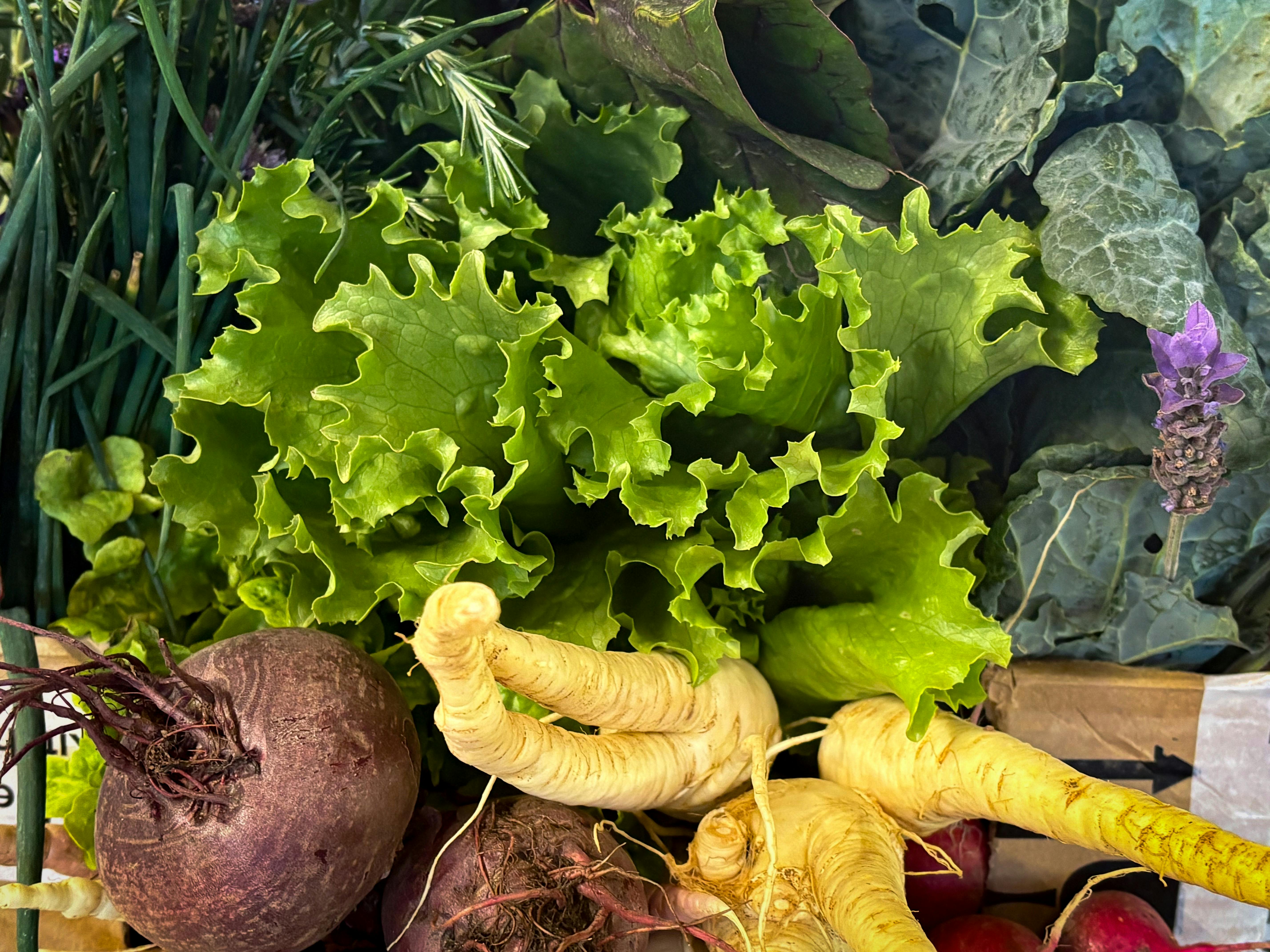 A vibrant display of fresh organic vegetables including beets, lettuce, and parsnips.