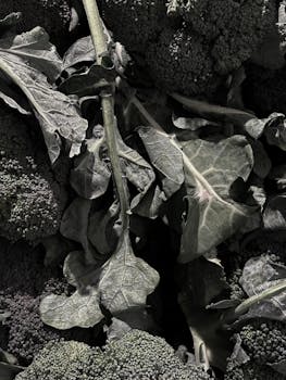 A close-up of fresh broccoli leaves and florets with a rich dark green texture.