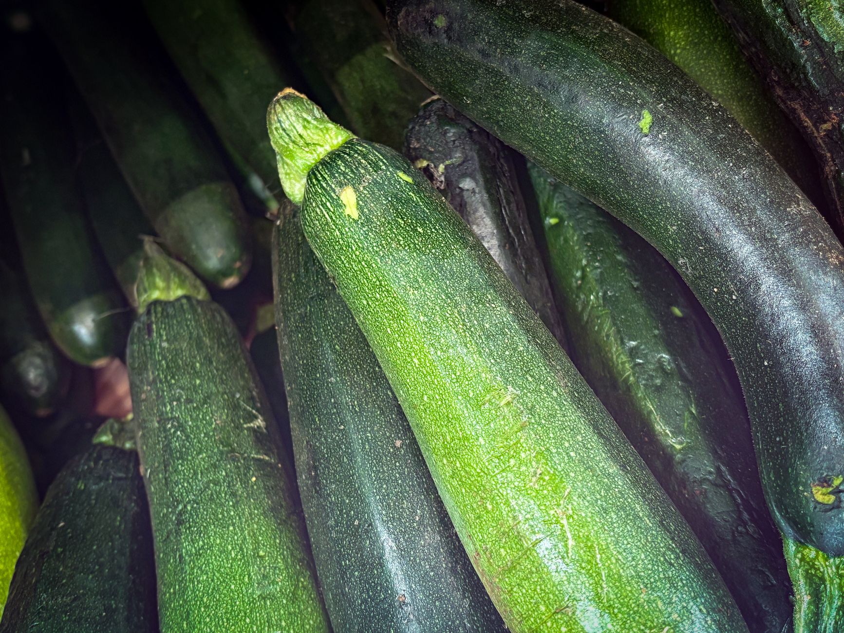 Close-up of smoky, grilled squash and zucchini slices garnished with herbs