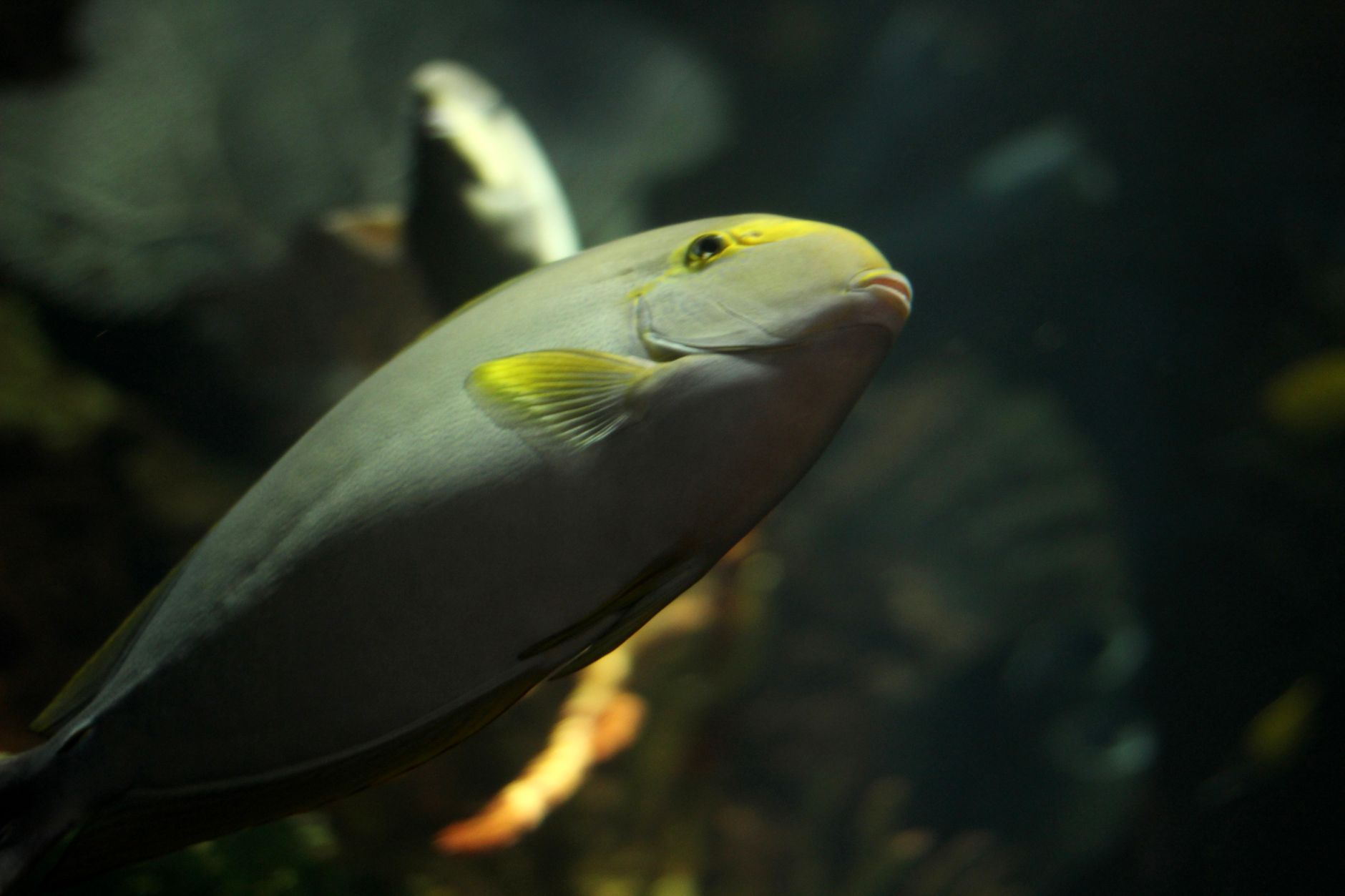 Tropical Fish Are Showing Up More in Nova Scotia Waters