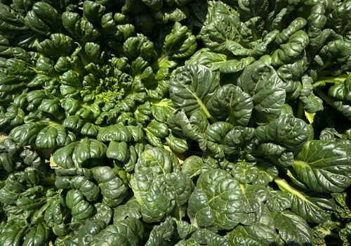 Free Detailed view of vibrant green leafy vegetables growing outdoors under sunlight. Stock Photo