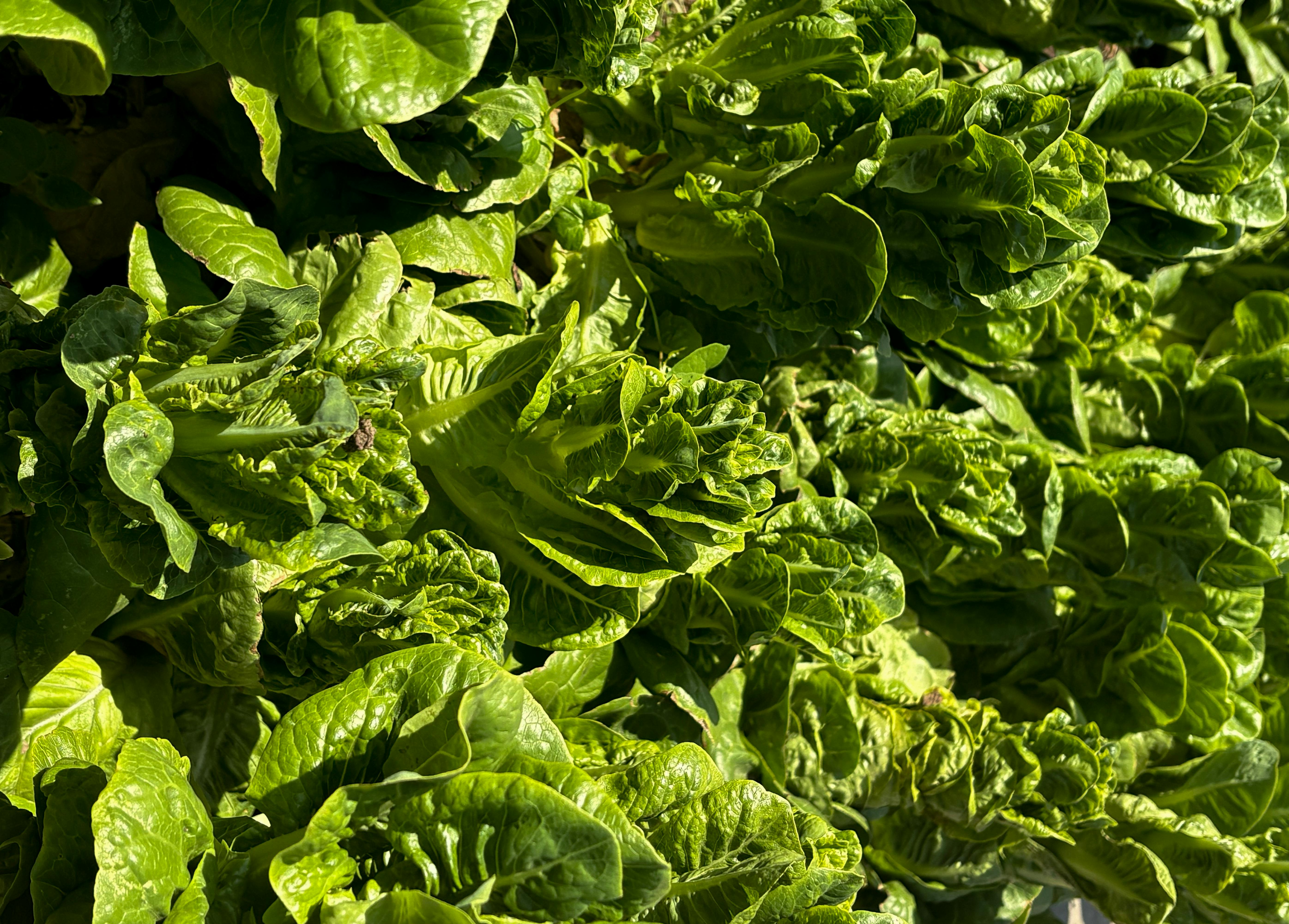 Close-up of healthy, vibrant romaine lettuce leaves growing in a sunny garden.