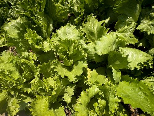 Free Vibrant green lettuce growing in a sunlight-drenched garden setting. Stock Photo
