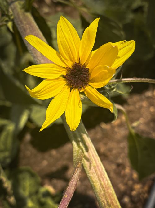 Free Bright yellow flower under sunlight in a garden, showcasing nature's beauty. Stock Photo