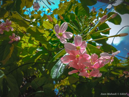 Free stock photo of beautiful flowers, nature photography Stock Photo