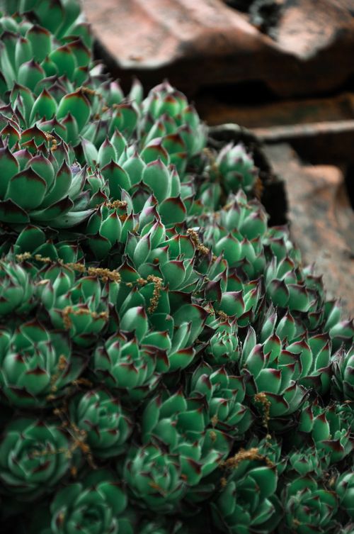 Free Lush green succulents with red tips in natural sunlight, highlighting texture and detail. Stock Photo