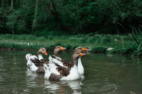 Free Four geese gracefully swimming in a pond surrounded by lush greenery. Stock Photo
