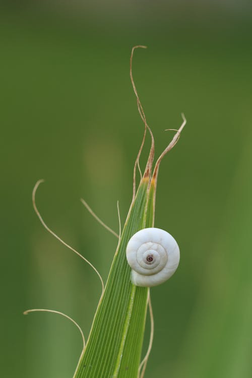 White Snail Shell