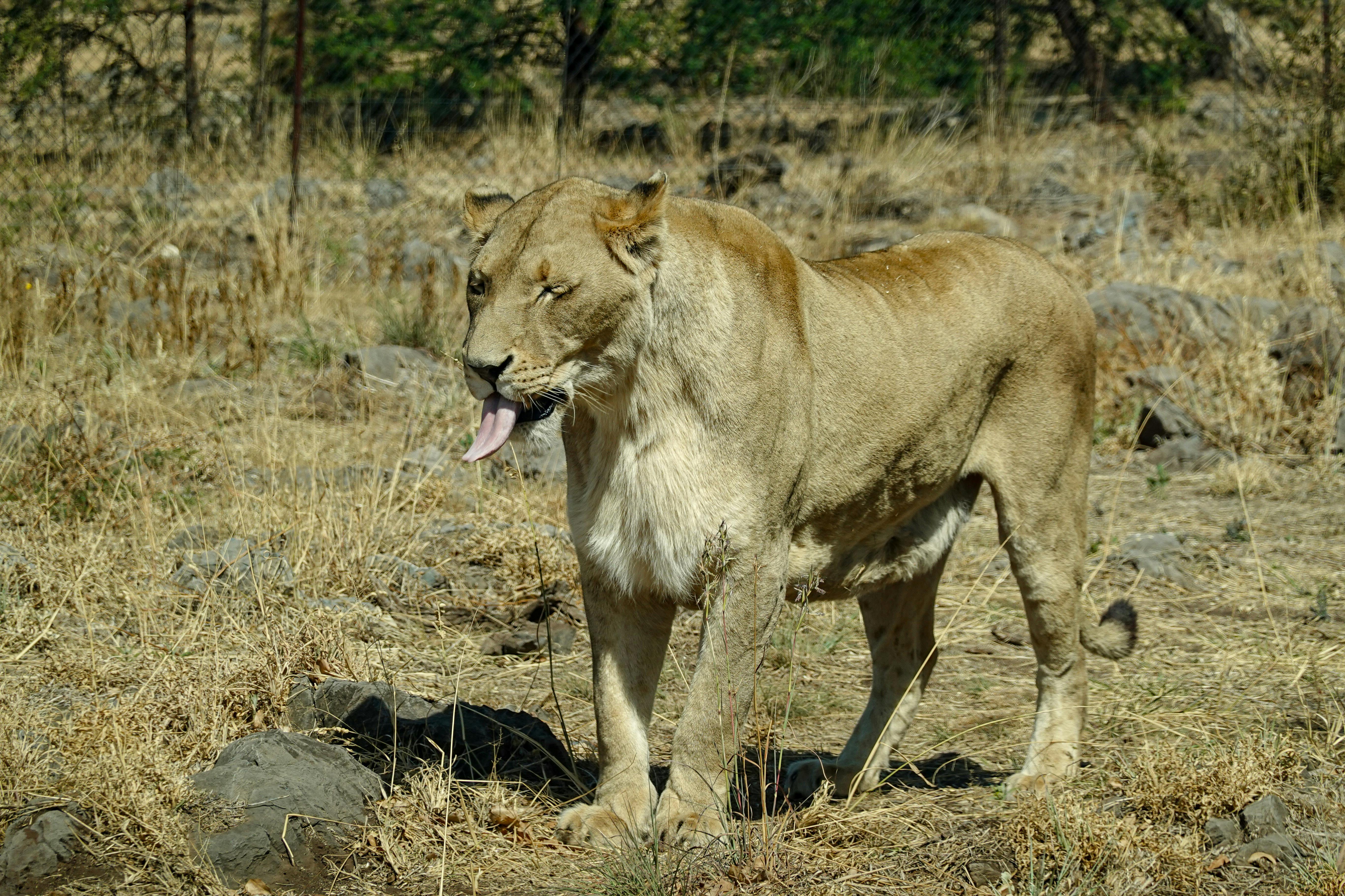 majestic african lioness in natural habitat