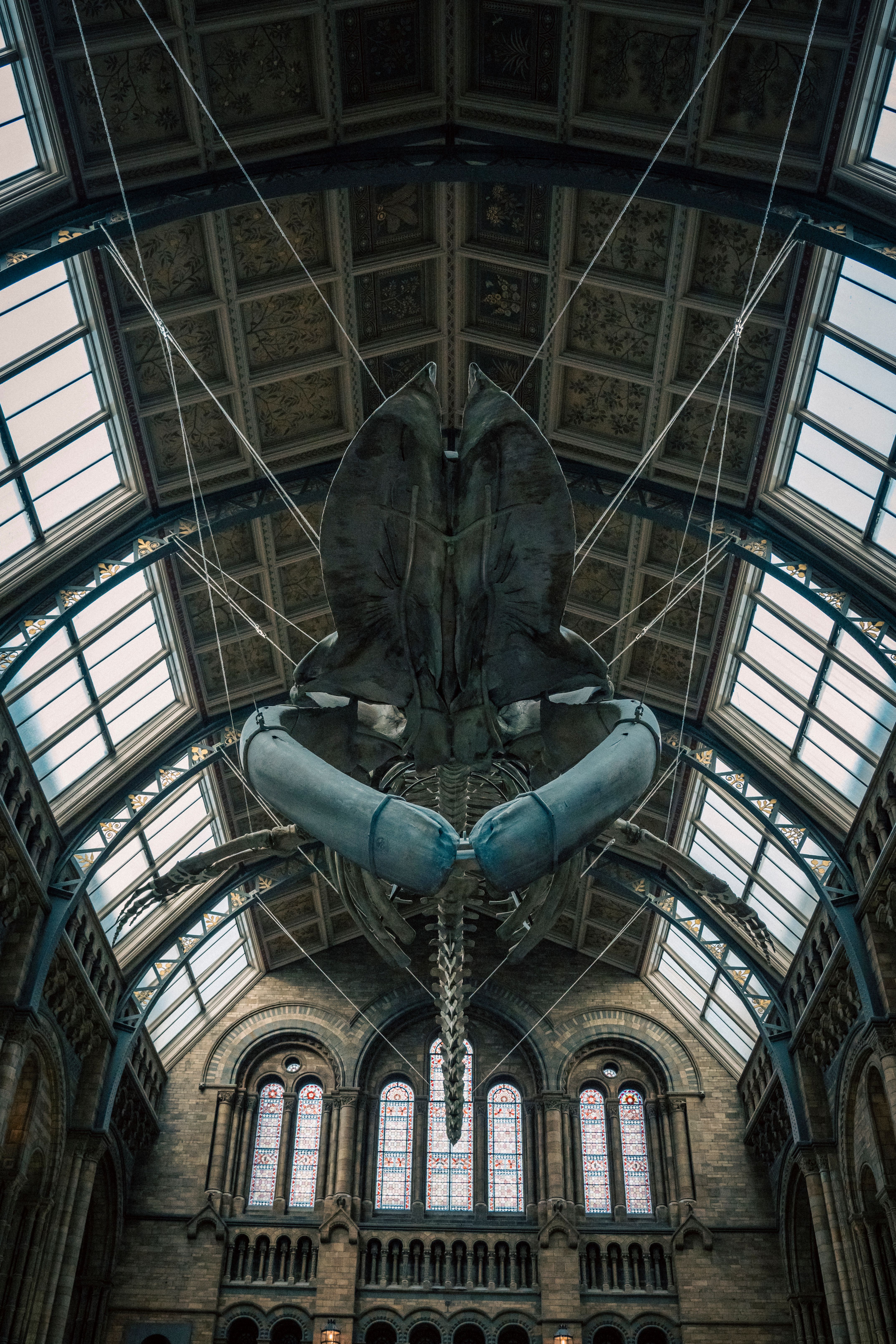The blue whale skeleton suspended in the Hintze Hall of the Natural History Museum in London beneath the cathedral-like ceiling