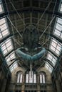 Majestic Blue Whale in Natural History Museum