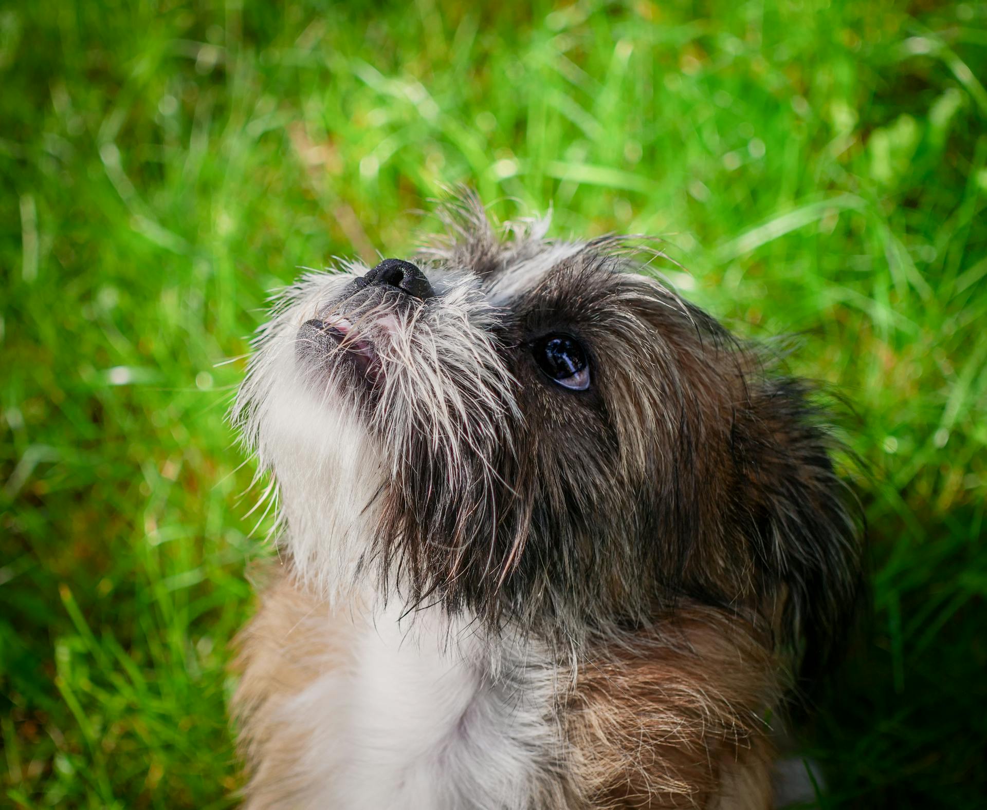 En älskvärd shih-tzu-valp som tittar upp i en solig trädgård