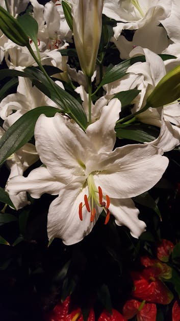 Free stock photo of white lily