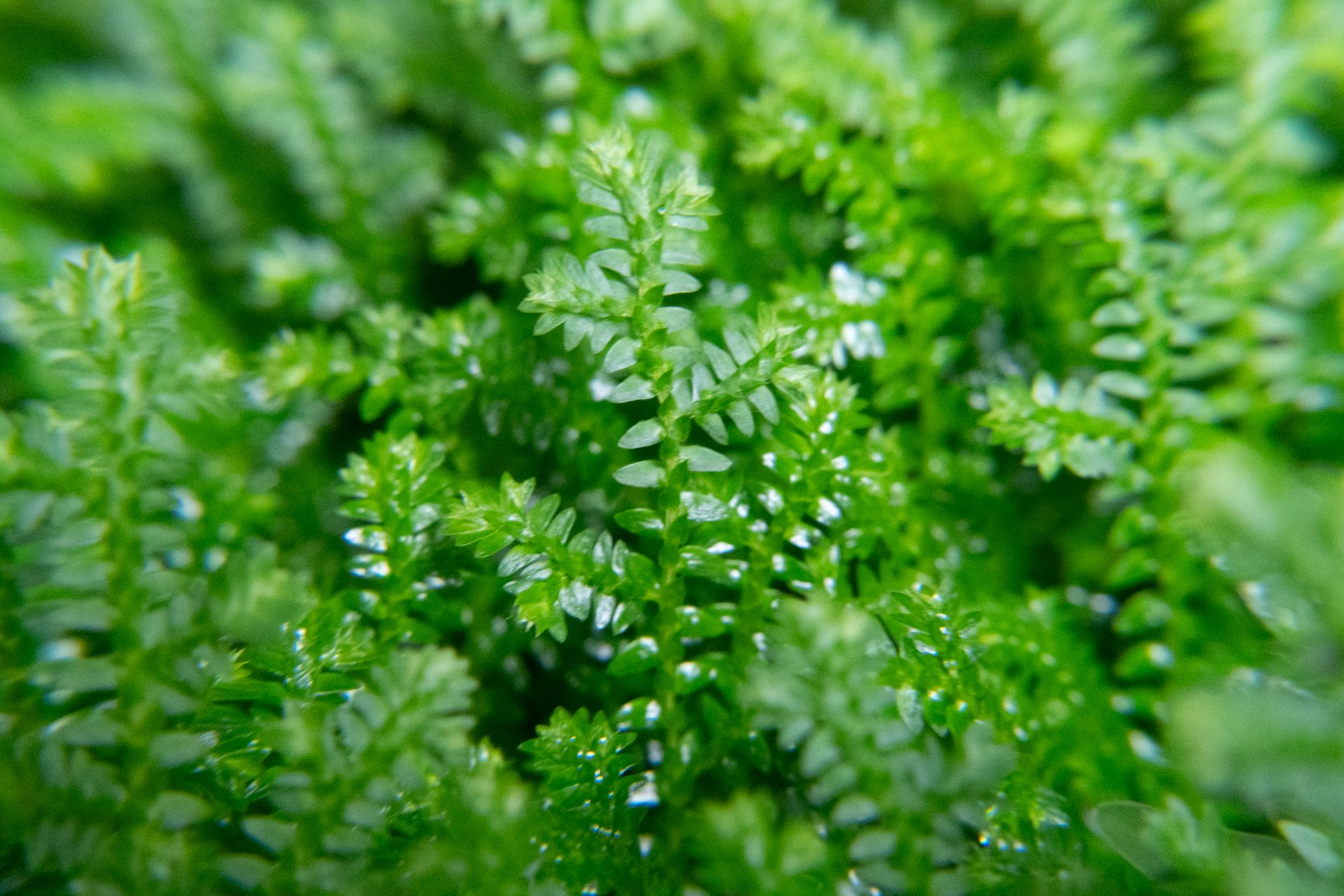 Close-up of Vibrant Green Moss Foliage