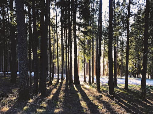 Fotos de stock gratuitas de árbol, arboles, bosque