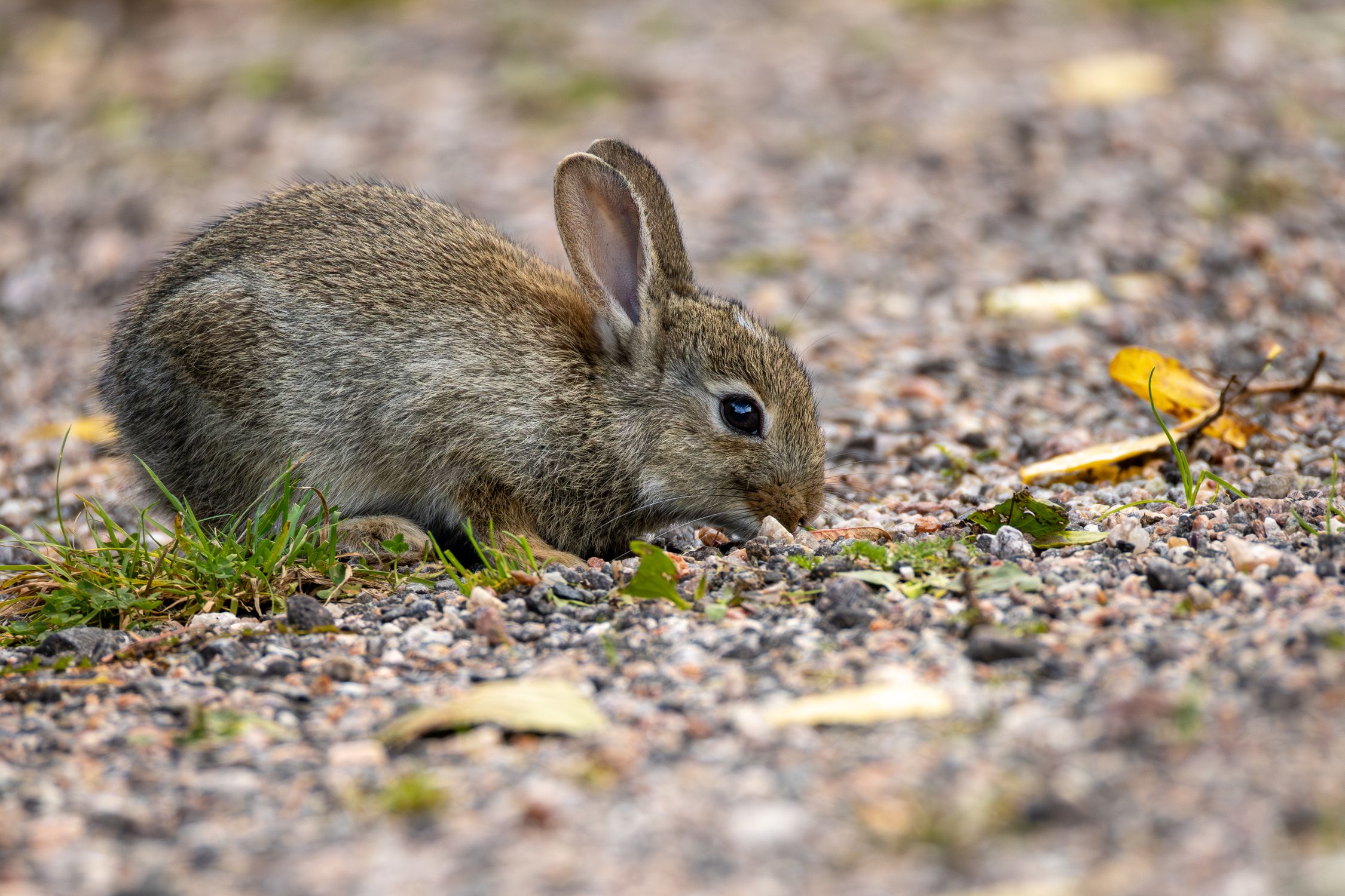 Adorable Wild Baby Rabbit Eating Outdoors ยท Free Stock Photo