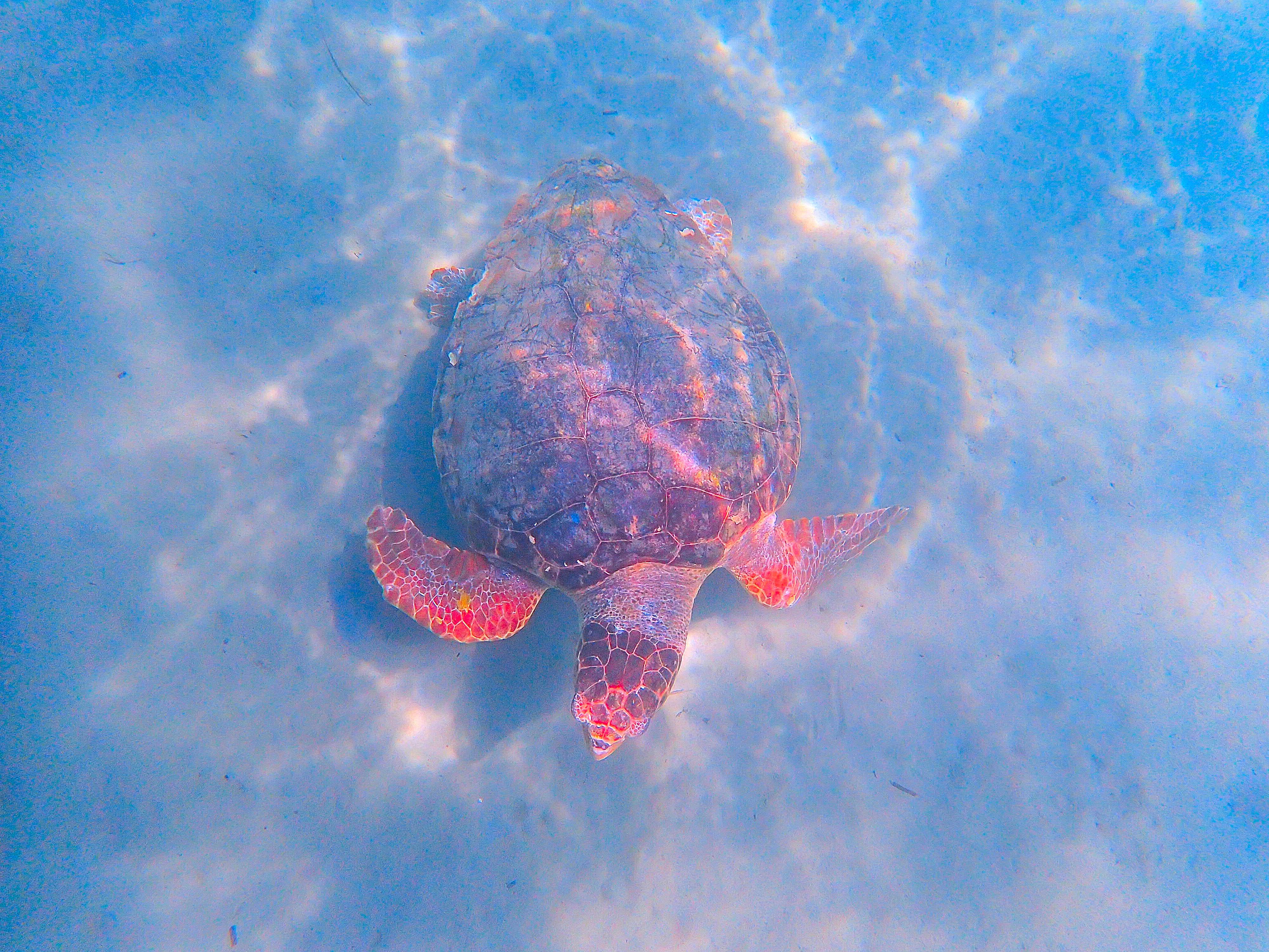 政治：蕭美琴浮潛帛琉看海龜 惠恕仁親自導覽「上帝的水族箱」