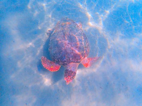 A sea turtle gracefully swimming underwater, showcasing its colorful shell.