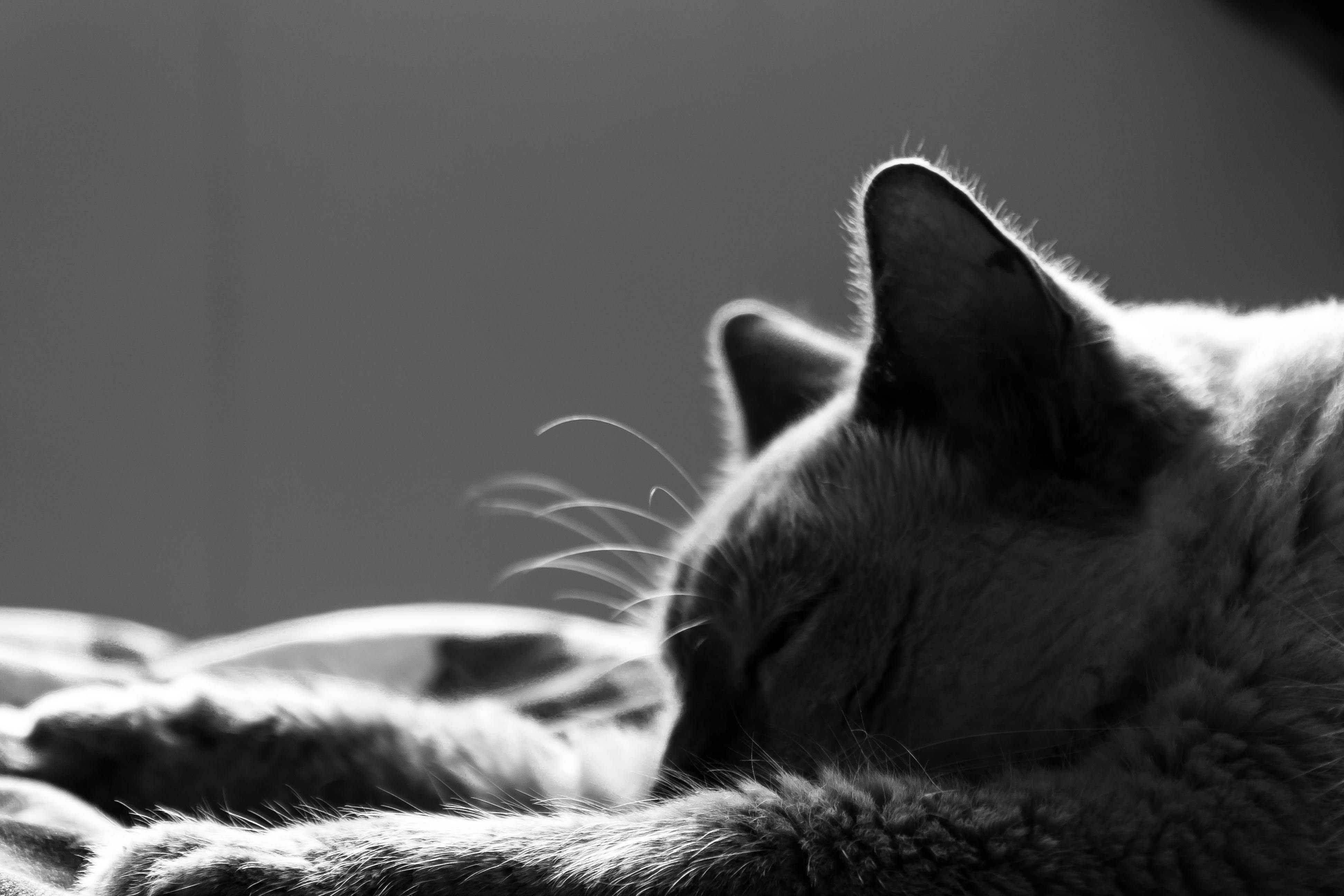 Photo Gratuite De Chats Noir Et Blanc Tete De Chat