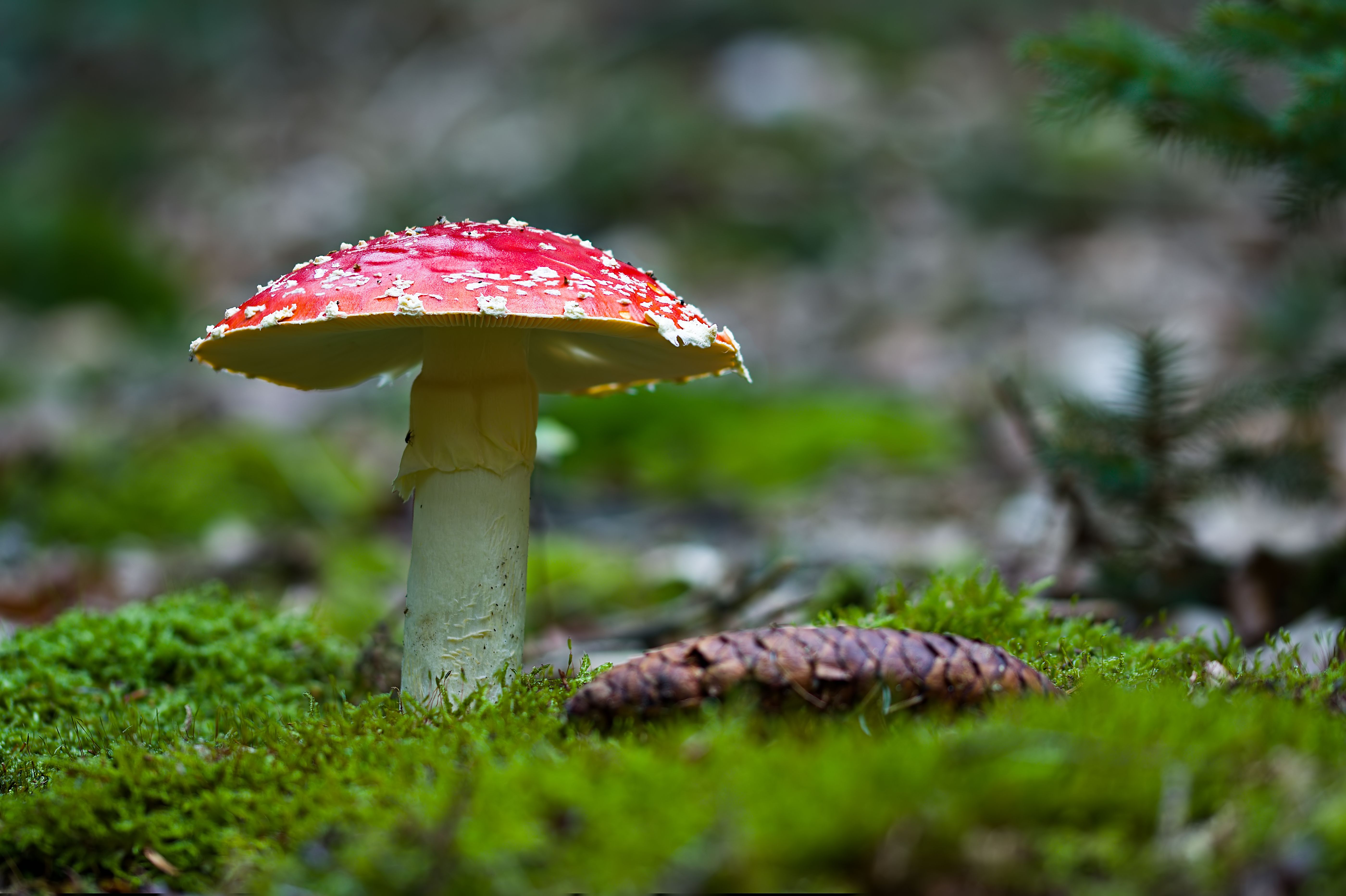 Amanite tue-mouches dans une forêt de mousse