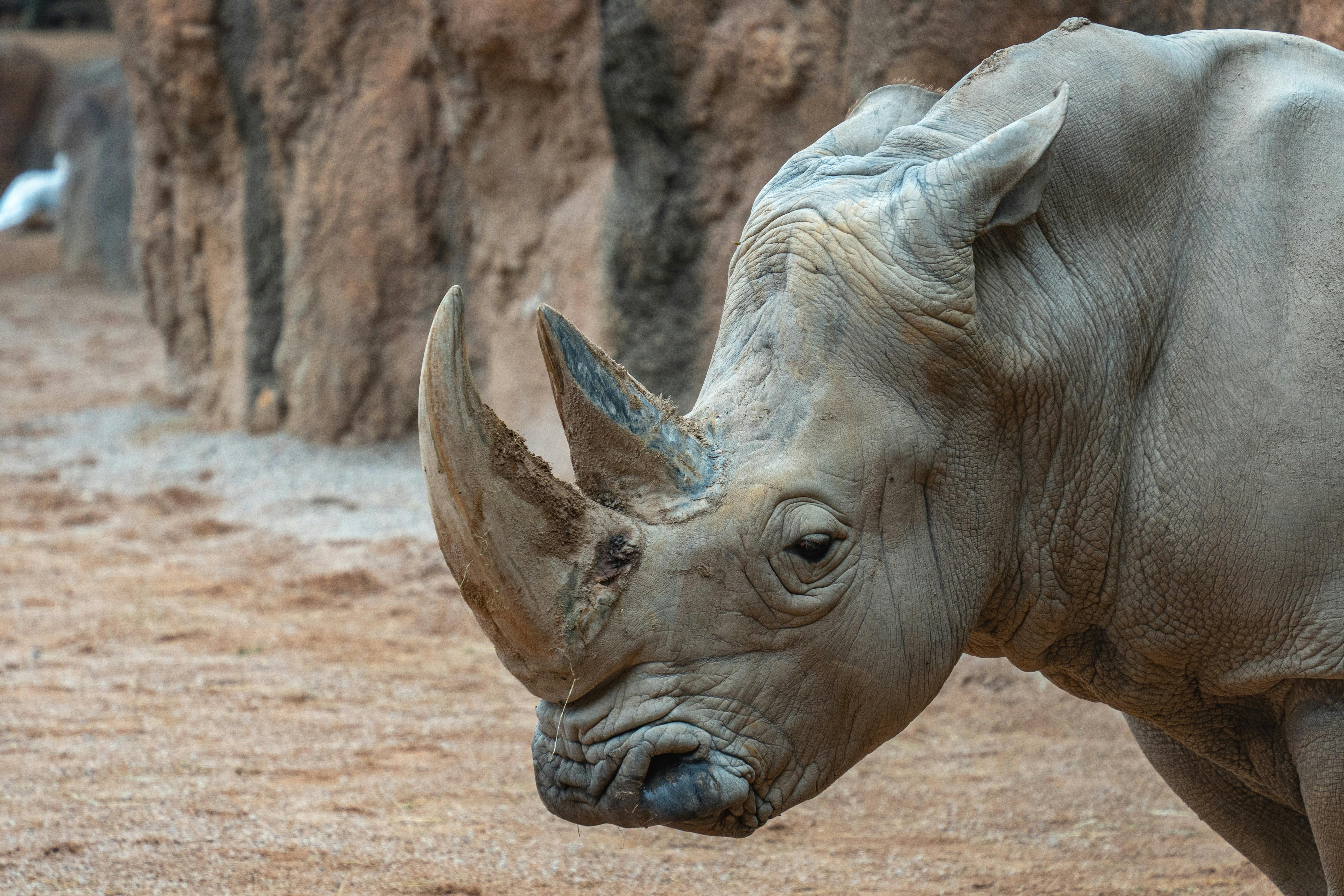 Gratuit Gros Plan D'un Rhinocéros Dans Son Habitat Naturel Photos