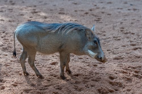 Free Close-up of a warthog walking on sand, showcasing its distinctive features. Stock Photo
