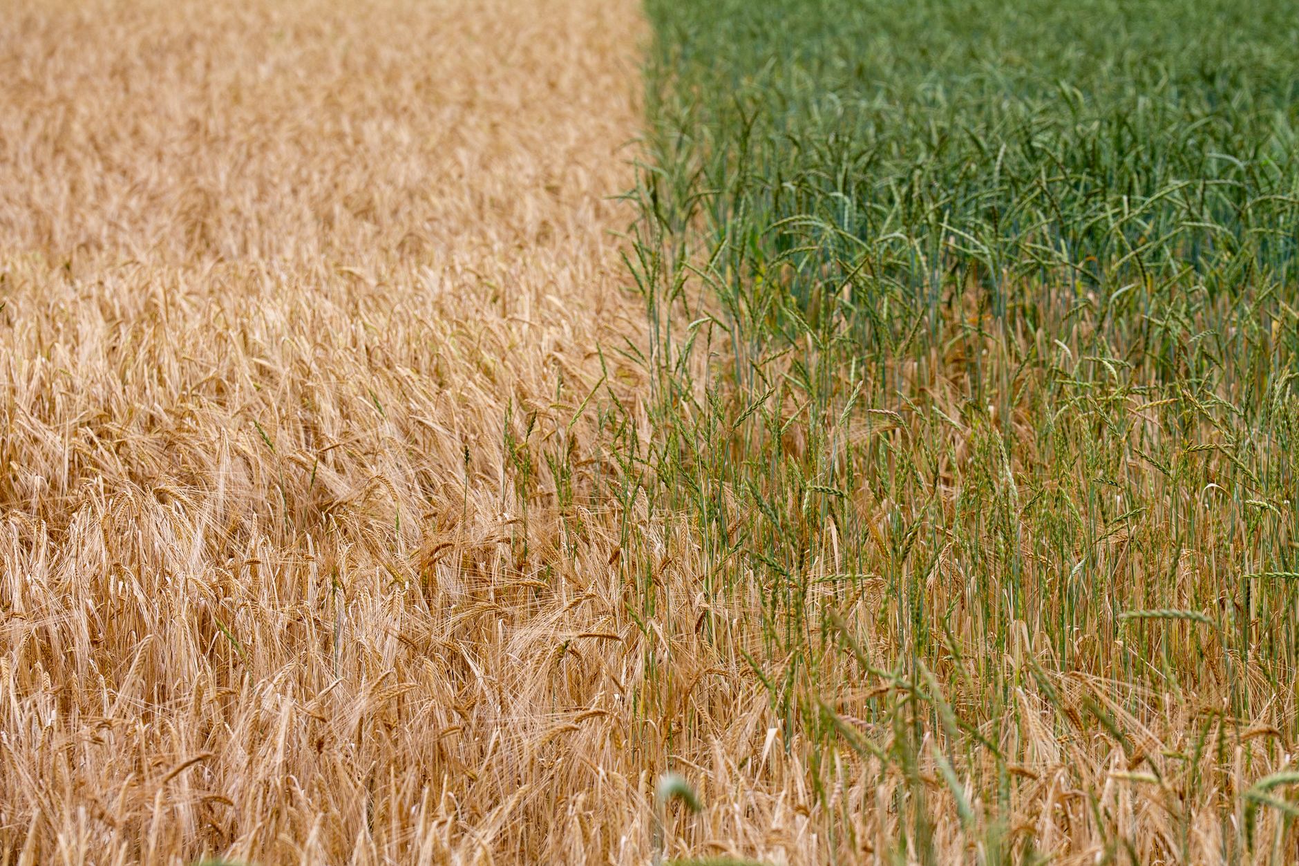 Corteva backs crop immunity startup with $10.3M oversubscribed round