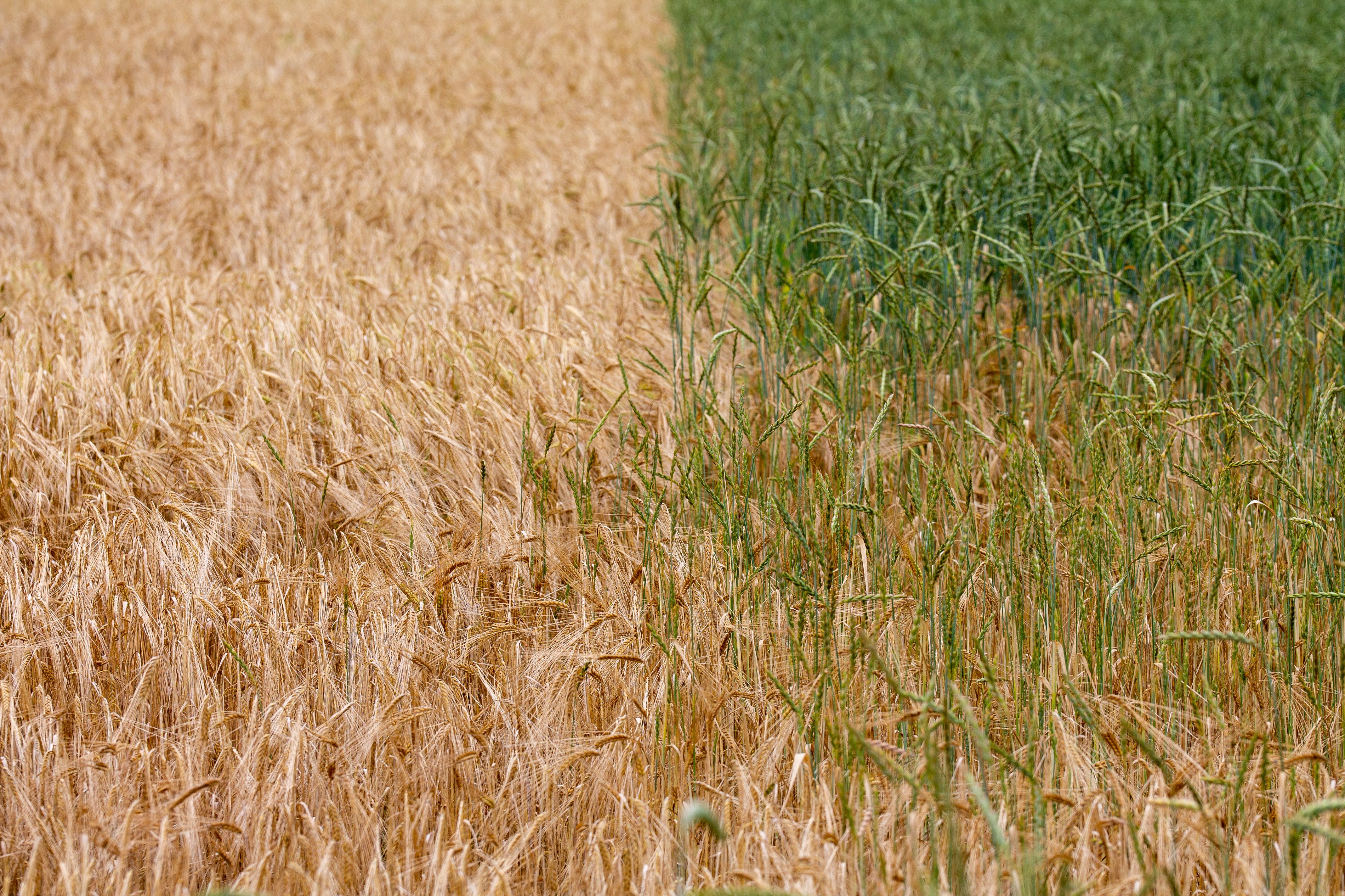 Seed Rotation Photos, Download The BEST Free Seed Rotation Stock Photos ...