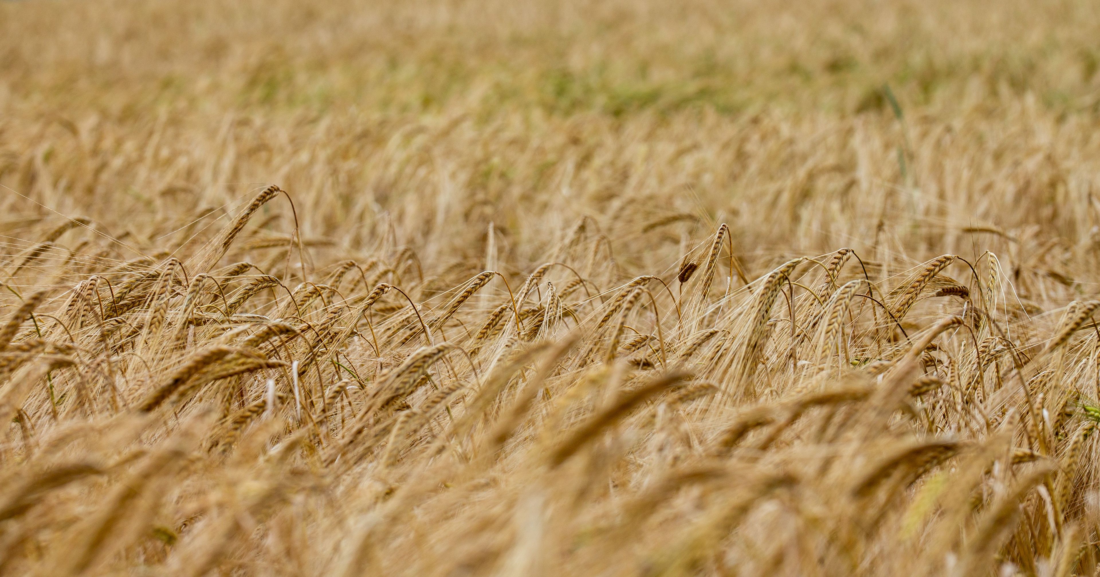 War in Iran Is Starving the World: Why the Fertilizer Crisis No One's Talking About Matters More Than You Think