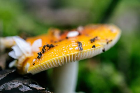 Champignons toxiques et intoxication du chien en automne 2026 : les plus dangereux