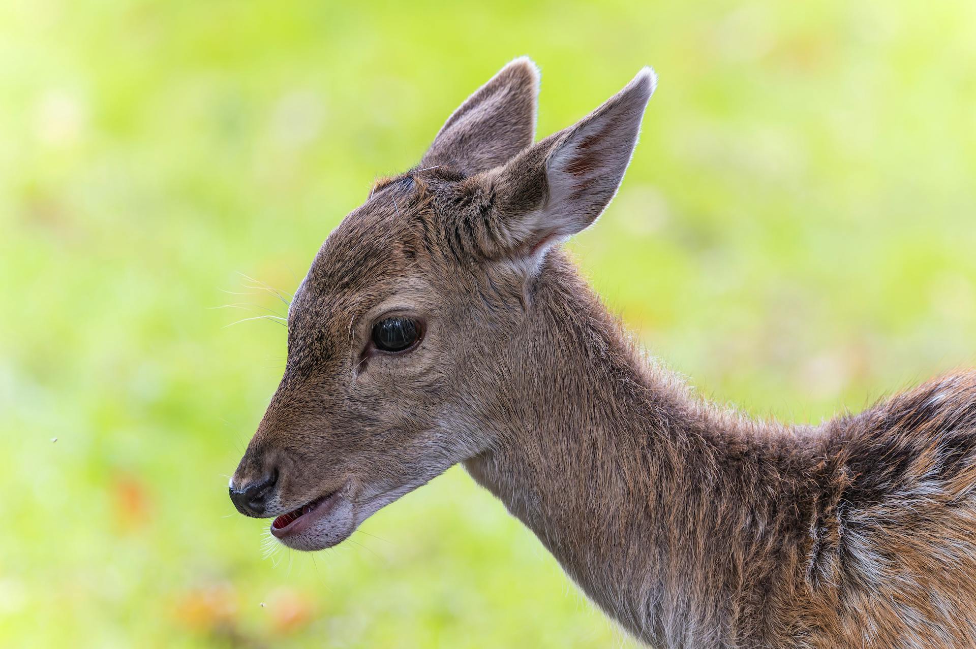 Close-up Portrait of a Young Red Deer Fawn